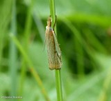 Pasture grass-veneer (Crambus saltuellus), #5363