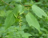 Striped maple  (<em>Acer pensylvanicum</em>)