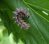 Red admiral butterfly larva (Vanessa atalanta)