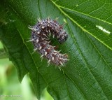 Red admiral  butterfly  larva (<em>Vanessa atalanta</em>)