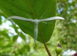Plume moth (Pterophoridae )