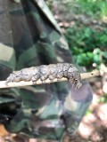 Ilia Underwing caterpillar (Catocala Ilia), #8801
