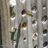Leafcutter bees (<em>Megachile</em>)