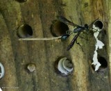 Grass-carrying wasp (<em>Isodontia mexicana</em>)