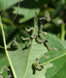 Sawflies (Subfamily Nematinae)