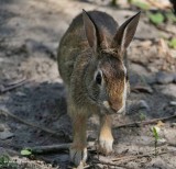Eastern cottontail rabbit   (<em>Sylvilagus floridanus</em>)