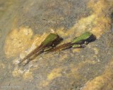 Gray treefrogs (Hyla versicolor)