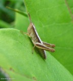 Stridulating Slant-faced Grasshopper   (Subfamily Gomphocerinae)