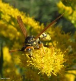European paper wasp (<em>Polistes dominula</em>)