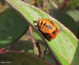 Asian ladybeetle pupa (<em>Harmonia axyridis</em>)