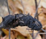 Black knot fungus on prunus   (<em>Dibotryon morbosum</em>)