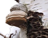 Tinder polypore (<em>Fomes fomentarius</em>)