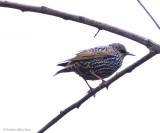 European starling