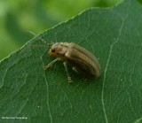 Leaf beetle (<em>Ophraella conferta</em>)