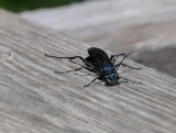 Mud dauber wasp (Chalybion californicum)