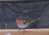 House finch, male