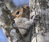 Grey squirrel