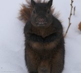 Grey squirrel, black phase