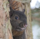 Grey squirrel, black phase