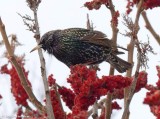 European starling