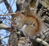 Red squirrel  (<em>Tamiasciurus hudsonicus</em>)