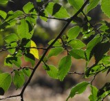 Camperdown elm  (Ulmus glabra Camperdownii)