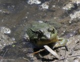 Green frog  (<em>Lithobates clamitans</em>)