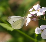Cabbage white butterfly   (<em>Pieris rapae</em>)