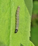 Moth caterpillar (<em>Dichomeris</rm>) sp.)