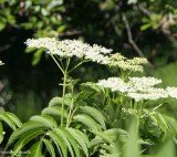 Canada elderberry (<em>Sambucus canadensis</em>)     