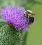 Bumble bee (<em>Bombus</em>)