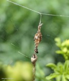 Trashline orbweaver (<em>Cyclosa turbinata</em>)