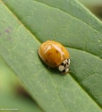 Asian lady beetle (<em>Harmonia axyridis</em>) 