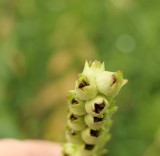 Obedient plant seeds  (<em>Physostegia virginiana</em>)