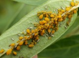 Oleander aphids  (<em>Aphis nerii</em>)