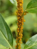 Oleander aphids  (<em>Aphis nerii</em>)