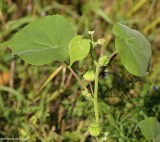 Velvet leaf (<em>Abutilon theophrasti </em>) 