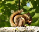 Red squirrel  (<em>Tamiasciurus hudsonicus</em>)