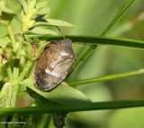 Stinkbug (<em>Holcostethus limbolarius</em>)