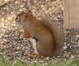 Red squirrel  (<em>Tamiasciurus hudsonicus</em>)