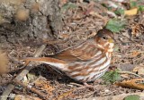 Fox sparrow