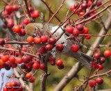 Pine grosbeak