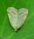 Pale glyph (Protodeltote albidula), #9048