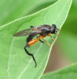 Hover fly  (<em>Chalcosyrphus vecors</em>)