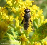 Thick-legged hoverfly (<em>Syritta pipiens</em>)