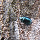 Flea beetle (<em>Altica</em>)