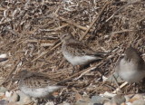 171104 IMG_8193_calidris - Western Dunlin what.jpg