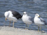 Lesser Black-backed Gull with Ring-billed Gulls
