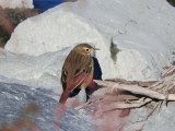 American Pipit