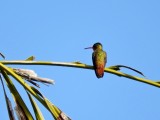 Cinnamon Hummingbird?